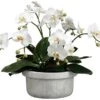 15.5″H X 18″W X 18″L Phalaenopsis Orchid Plant In Terra Cotta Pot White