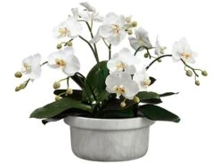 15.5″H X 18″W X 18″L Phalaenopsis Orchid Plant In Terra Cotta Pot White