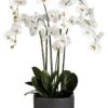 52″H X 27″W X 32.5″L Phalaenopsis Orchid Plant In Fiber Clay Planter White