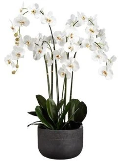 52″H X 27″W X 32.5″L Phalaenopsis Orchid Plant In Fiber Clay Planter White