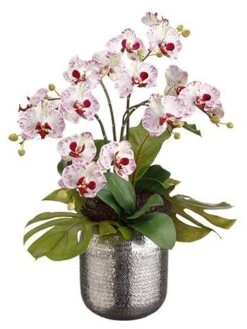 25″H X 18″W X 23″L Bird’s Nest Leaf/Phalaenopsis In Silver Ball White Orchid