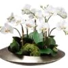 14″H X 19″W X 19″L Phalaenopsis And Sedum In Metal Container White