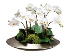 14″H X 19″W X 19″L Phalaenopsis And Sedum In Metal Container White