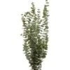 56″H X 18″W X 22″L Eucalyptus In Vase Green