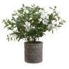 27″H X 21″W X 29″L Azalea In Planter Green White