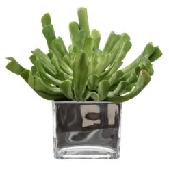 9″H X 9″W X 10″L Echeveria In Vase Green