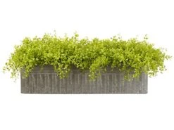 8″H X 15″W X 26″L Baby’s Tears in Tin Planter Green