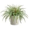 14″ Sword Fern In Cement Container Green