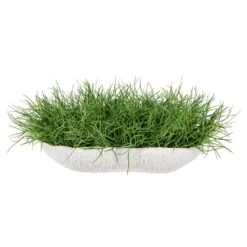 10″H X 17″Wx26″L Soft Grass In Low Coral Vase Green
