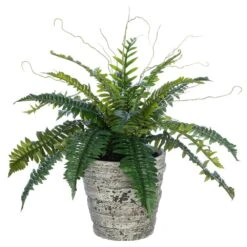 19″ Boston Fern In Cement Pot Green