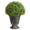 13″H X 10″W X 10″L Baby Tear Ball Topiary In Metal Urn Green