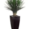 53″H X 30″W X 30″L Whipple Yucca in Black Container Green