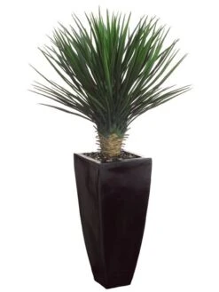 53″H X 30″W X 30″L Whipple Yucca in Black Container Green
