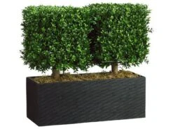 24″H X 12″W X 26″L Boxwood Topiary In Rectangular Bamboo Container Green