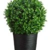30″H X 16″W X 16″L Boxwood Topiary In Bamboo Container Green