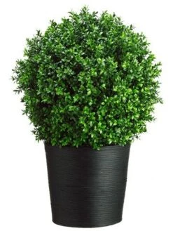 30″H X 16″W X 16″L Boxwood Topiary In Bamboo Container Green