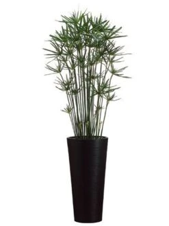 7.5’H Cypress In Bamboo Tall Container Green
