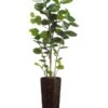 75″ Eva Sea Grape Plant In Bamboo/Rope Container Green