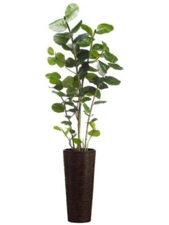 75″ Eva Sea Grape Plant In Bamboo/Rope Container Green