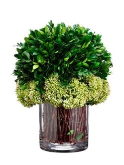 11″H X 8″W X 8″L Preserved Boxwood In Glass Vase Green