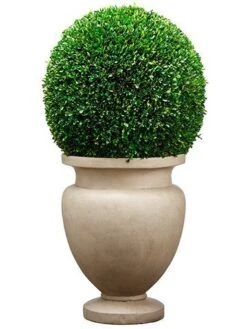 45″H X 23″W X 23″L Large Preserved Boxwood Ball In Cement Planter Green