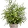 31″H X 25″W X 25″L Lace Fern In Ceramic Pot Green