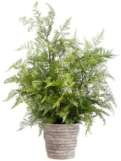 31″H X 25″W X 25″L Lace Fern In Ceramic Pot Green