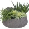 8″H X 12″W X 11″L Succulents In Clay Pot Green