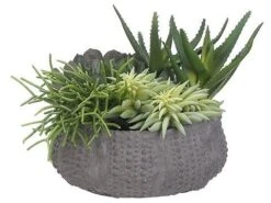 8″H X 12″W X 11″L Succulents In Clay Pot Green