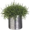 9.5″H X 10″W X 11.5″L Pencil Cactus In Aluminum Planter Green