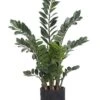 48″H X 27″W X 24″L Zamioculcas Plant In Cement Pot Green