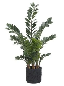 48″H X 27″W X 24″L Zamioculcas Plant In Cement Pot Green