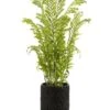 74″H X 36″W X 40″L Fern In Planter Green