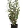 45″H X 21″W X 22″L Eucalyptus In Planter Green