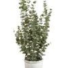 48″H X 25″W X 31″L Eucalyptus In Ceramic Vase Green