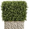 29″H X 13″W X 22L Boxwood In Stone Planter Green