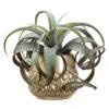 11″H X 13″W X 14″L Tillandsia In Cement Pot Green Burgundy