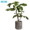 25″H X 18″W X 15″L Fig Tree In Cotta Planter Green
