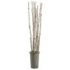 8′ Birch Pole In Fiber Cement Container Green