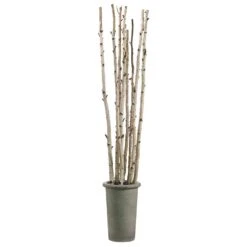 8′ Birch Pole In Fiber Cement Container Green