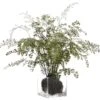 28″ Maidenhair Fern Plant In Glass Vase In Re-Shippable Box Green
