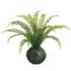 12″ Sword Fern Plant In Glass Vase In Re-Shippable Box Green