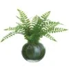 12″ Boston Fern Plant In Glass Vase In Re-Shippable Box Green