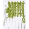60″ Fern Pointy Stem Ket Box Green