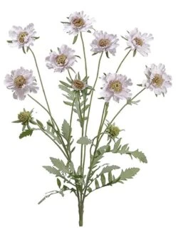 25″ Scabiosa Bush Lavender