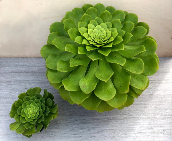 Silk Flower Depot Store -Silk Flower Depot Store nobuliforme comparison